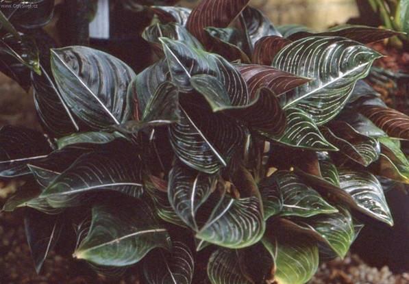 Fotky: Aglaonema (foto, obrazky)