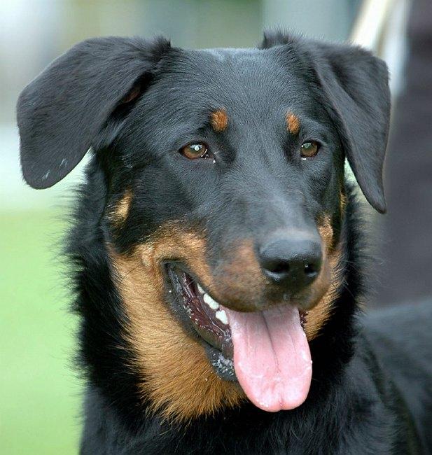 Fotky: Beauceron (foto, obrazky)