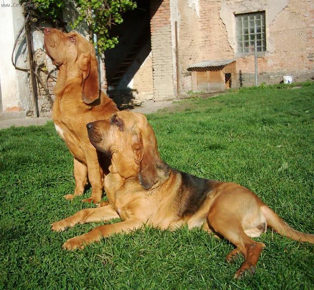 Fotky: Bloodhound (foto, obrazky)