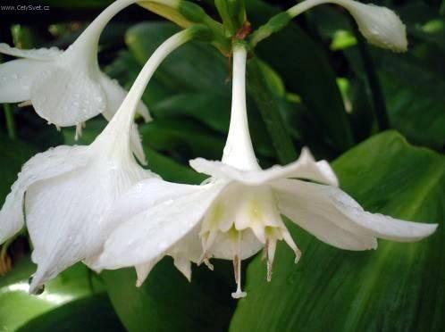 Fotky: Eucharis, lbenka (foto, obrazky)