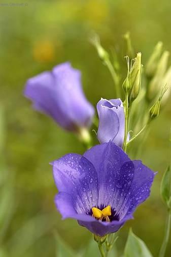 Fotky: Eustoma, jcnovka (foto, obrazky)