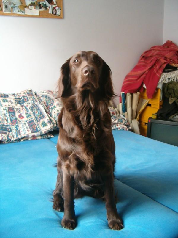 Fotky: Flat Coated Retriever (foto, obrazky)