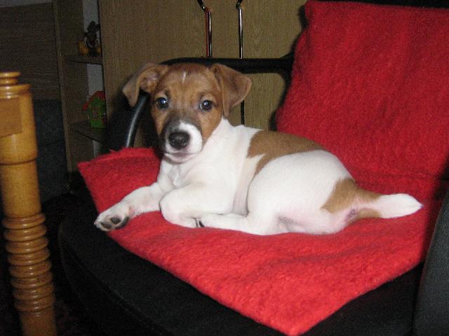 Fotky: Jack Russelv Terir (foto, obrazky)