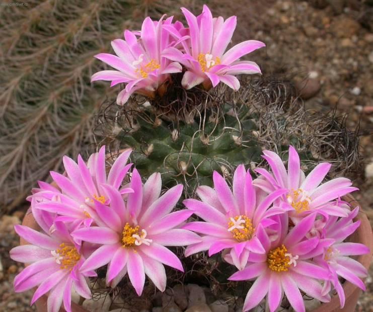 Fotky: Kaktus Gymnocalycium (foto, obrazky)