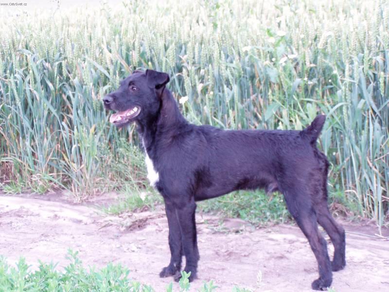 Fotky: Patterdale terir (foto, obrazky)