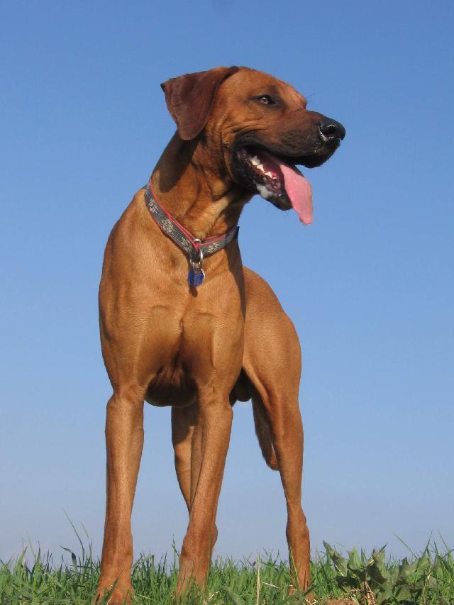 Fotky: Rhodsk ridgeback, Rhodzsk ridgeback (foto, obrazky)