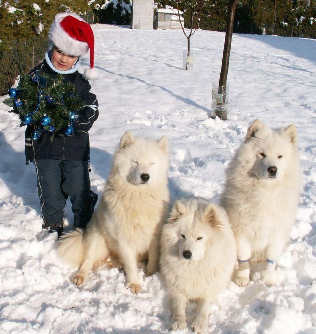 Fotky: Samojed (foto, obrazky)