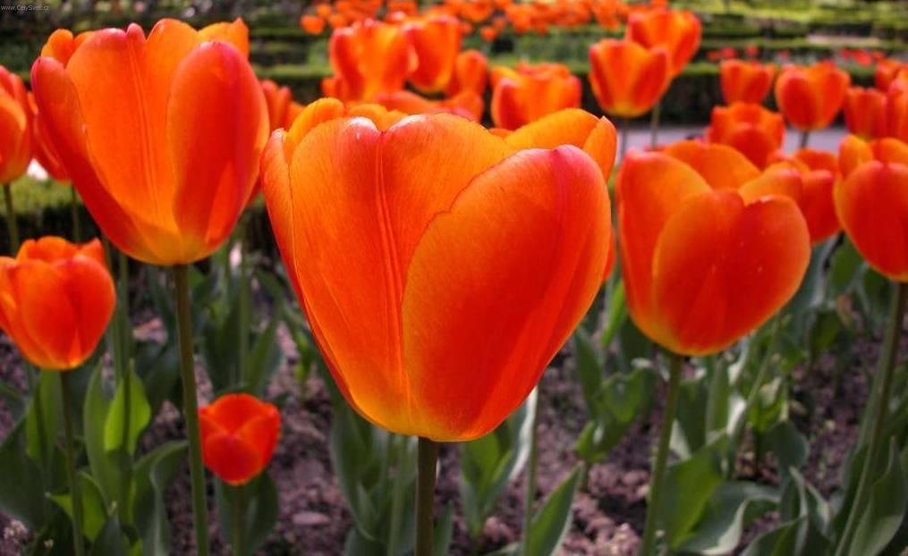 Fotky: Tulipn (foto, obrazky)