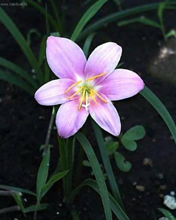 Fotky: Zephyranthes (foto, obrazky)