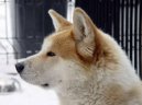 Fotky: Akita-inu (foto, obrazky)