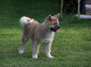 Fotky: Akita-inu (foto, obrazky)