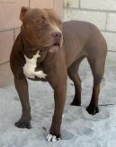 Fotky: Americk pitbull terir (foto, obrazky)