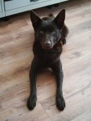 Australsk kelpie