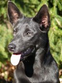 Ps plemena:  > Australsk kelpie (Australian Kelpie)