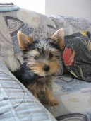 Ps plemena:  > Australsk silky terir (Australian Silky Terrier)