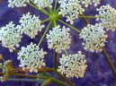 Pokojov rostliny:  > Bedrnk Obecn (Pimpinella saxifraga)