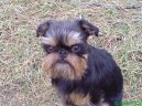 Ps plemena:  > Belgick grifonek (Griffon belge, Belgian Griffon)