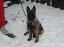 Ps plemena:  > Belgick ovk - Malinois (Chien de Berger Belge)