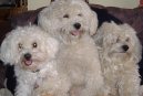 Ps plemena:  > Bionek (Bichon frise)