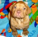 Ps plemena:  > Bordeauxsk doga (Dogue de Bordeaux)