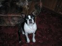 Ps plemena:  > Bostonsk terir (Boston Terrier)