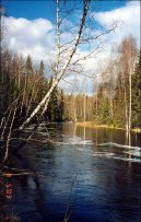 Pokojov rostliny:  > Bza bradavinat (Betula verrucosa Ehrt)