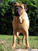 Ps plemena:  > Bullmastif (Bullmastiff)