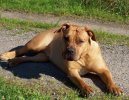 Ps plemena:  > Brsk buldok (Boerboel)