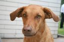 :  > Chesapeake Bay Retrvr (Chesapeake Bay Retriever)