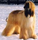 Ps plemena:  > Afgnsk pvodn chrt (Afghan Original Hound)