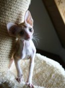 Fotky: Cornish Rex (foto, obrazky)