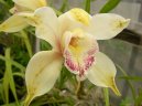 Cymbidium