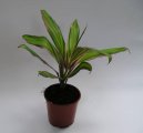 Pokojov rostliny:  > Drainka, kordyline (Cordyline)