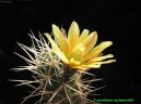 Echinocereus