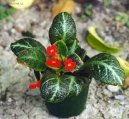 :  > Episcia