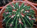 Pokojov rostliny:  > Ferokaktus (Ferocactus latispinus)