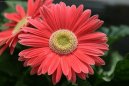 Pokojov rostliny:  > Gerbera (Gerbera jamesonii)