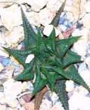 Pokojov rostliny:  > Haworthie (Haworthia)