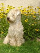 Ps plemena:  > Irsk jemnosrst penin terir (Irish Soft Coated Wheaten Terrier)