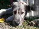 Ps plemena:  > Irsk vlkodav (Irish Wolfhound)