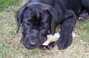 :  > Italsk corso pes (Cane Corso Italiano)