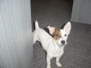 Fotky: Jack Russelv Terir (foto, obrazky)