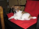 Jack Russelv Terir