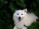 Ps plemena:  > Japonsk pic (Japanese Spitz, Nihon Supittsu)