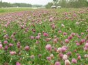 Pokojov rostliny:  > Jetel Lun (Trifolium pratense)