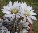 Kaktus Gymnocalycium