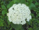 Pokojov rostliny:  > Kalina tualaj (Viburnum lantana)