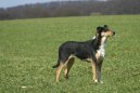 Ps plemena:  > Kolie krtkosrst (Smooth Collie)