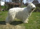 Fotky: Komondor (foto, obrazky)