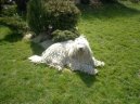 Komondor